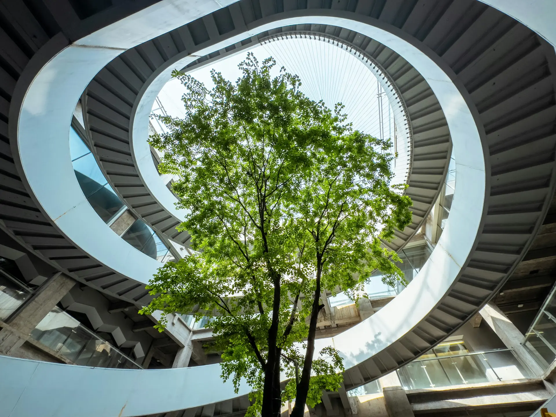 Grüner Baum in einem Gebäude mit einer kreisförmigen Wendeltreppe darüber.